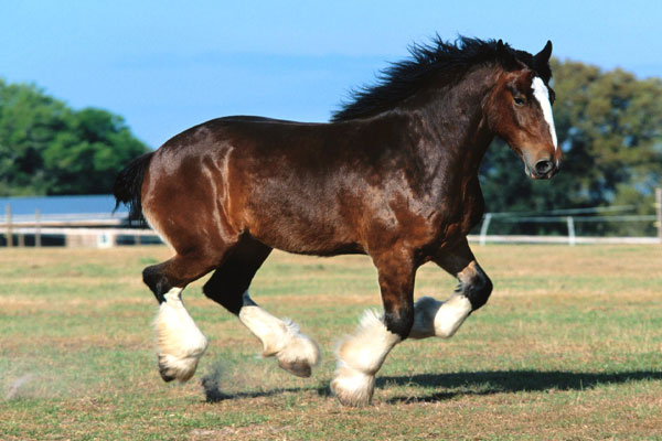 پاورپوینت اسب