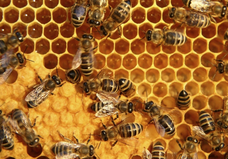 نمونه سوالات پرورش زنبور عسل